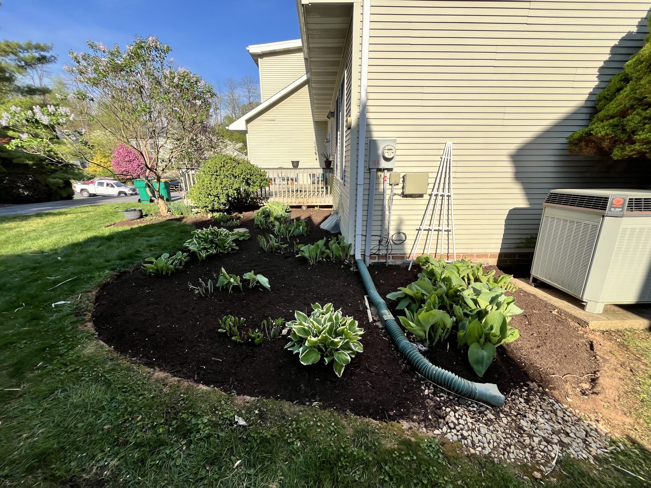 Landscaping bed beside a beige home with dark mulch, green hostas, flowering trees,s and a curved lawn edge.