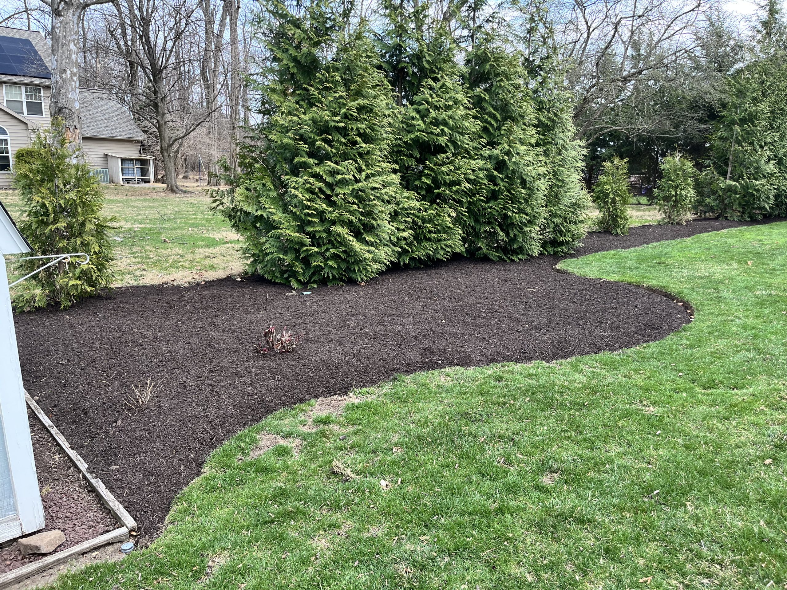 - Landscaping with sweeping dark mulch beds around tall green evergreens and small shrubs bordered by bright green lawn.