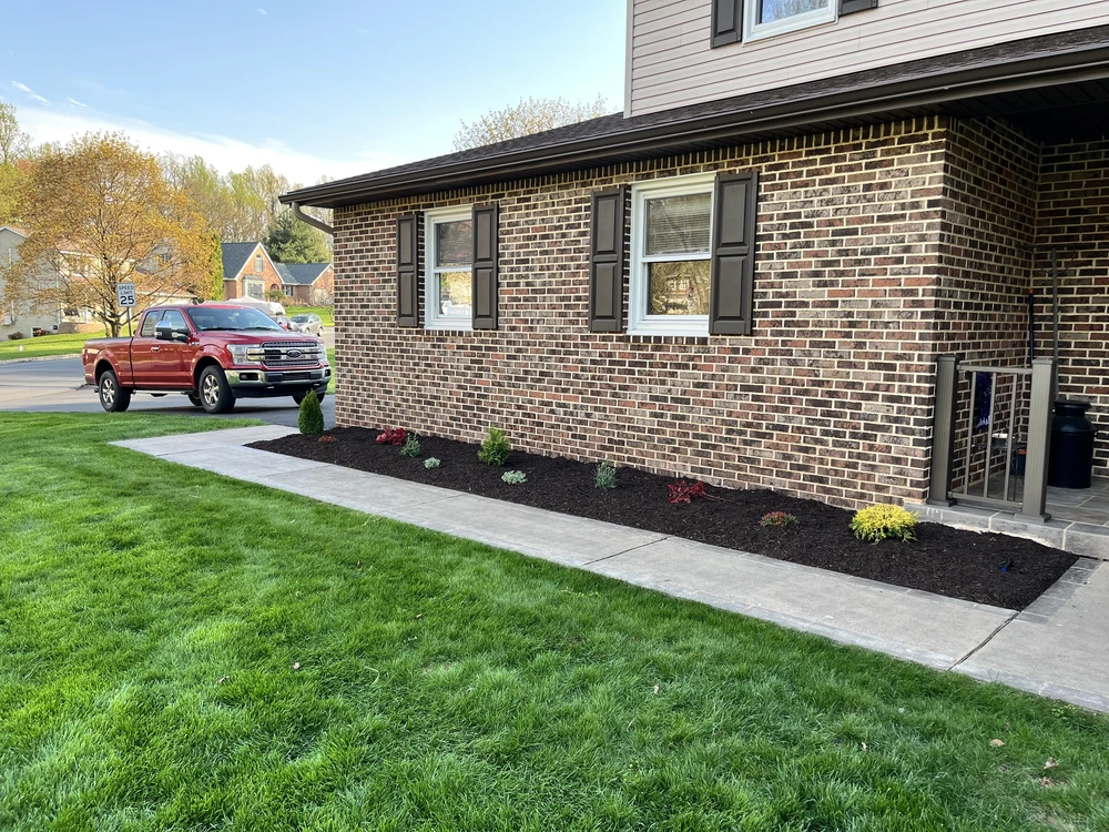 Fresh black mulch and small shrubs line a brick home beside a concrete walk and green lawn.