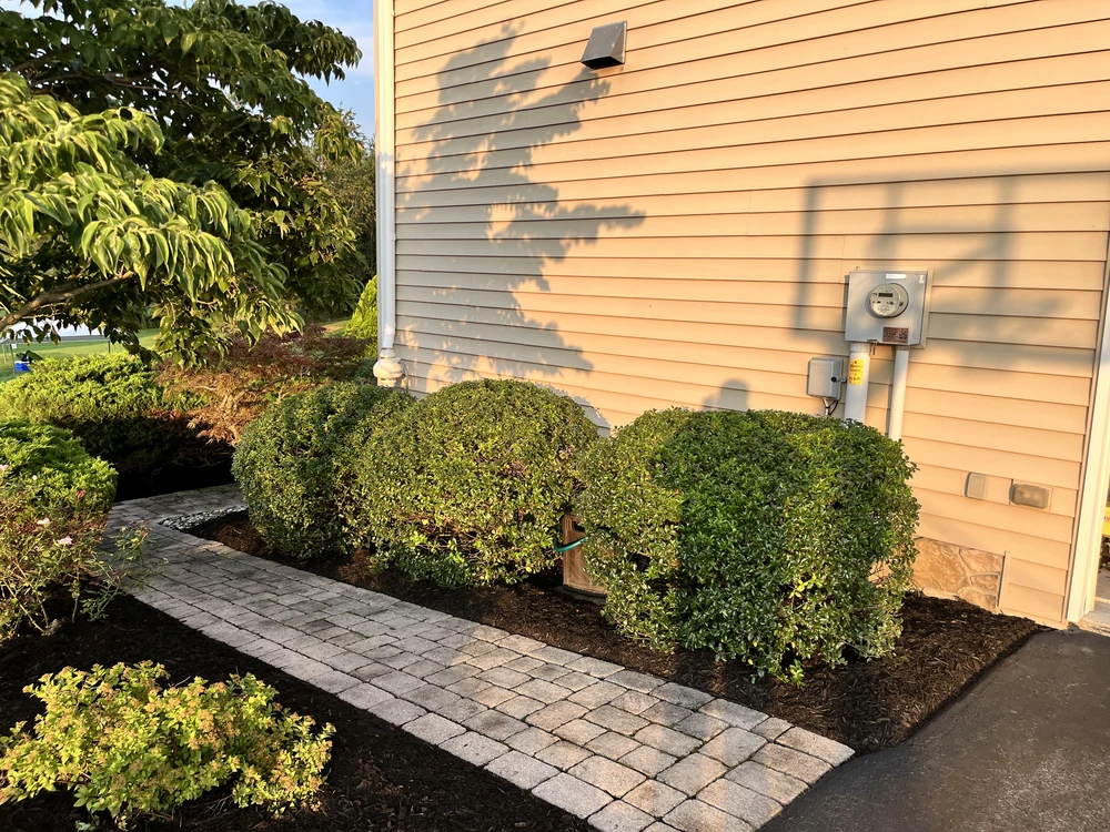 Three rounded shrubs sit in dark mulch beside a narrow stone path and beige home in warm evening light.