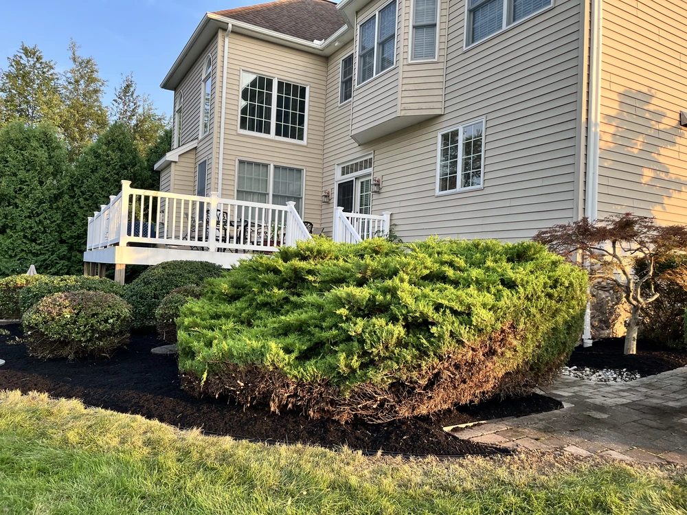 Dense green shrubs grow in a dark mulch bed beside a beige two-story home and white deck in bright sunlight.