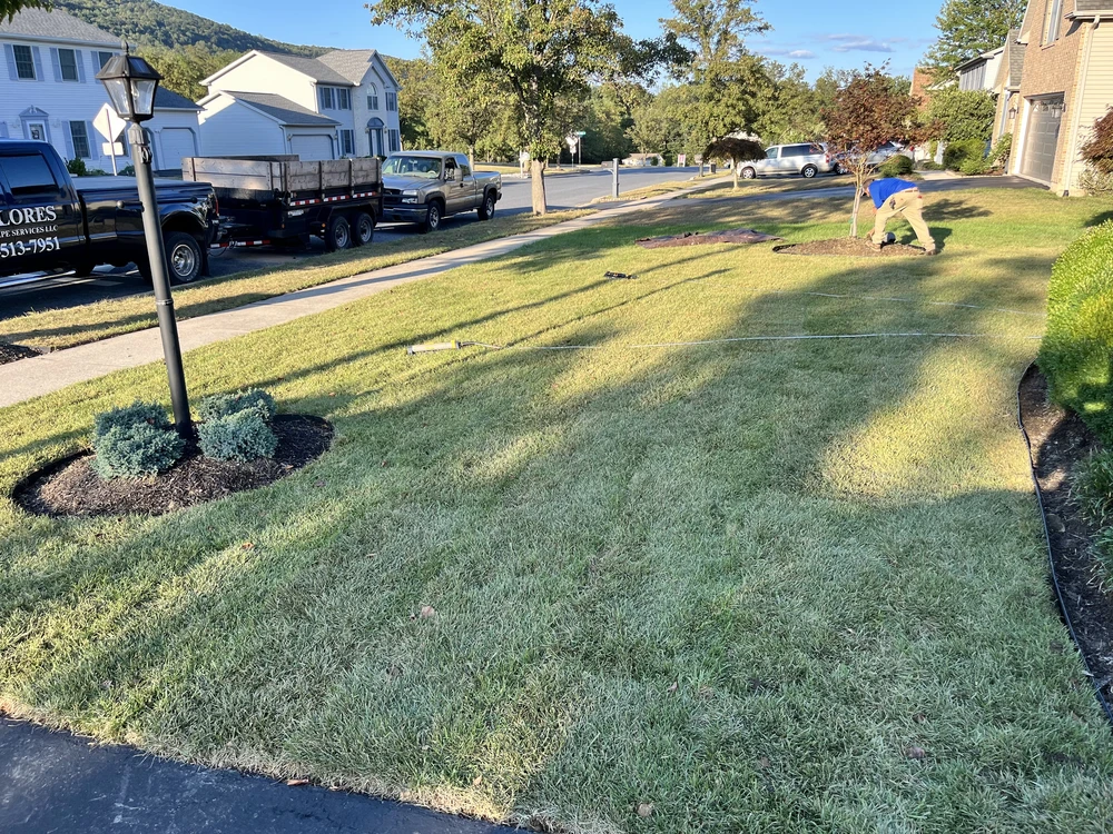 A crew member works across newly laid sod beside a sidewalk, small mulch beds, and Flores work trucks.