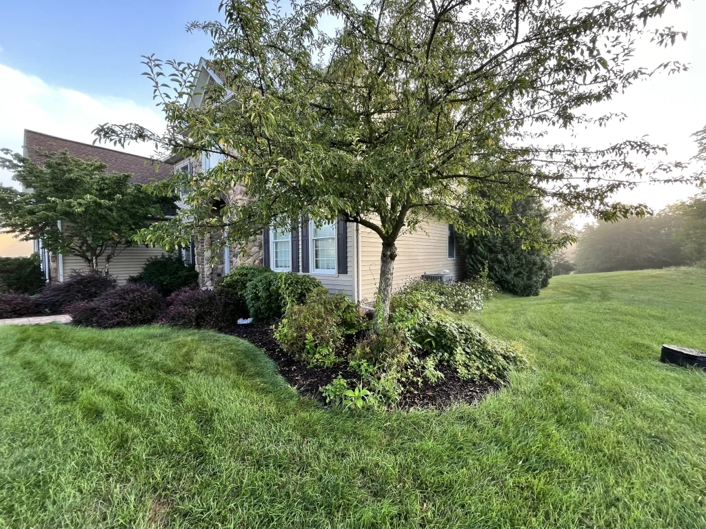 A leafy tree shades a curved black mulch bed beside the beige house. Layered green shrubs and white flowers border the bright lawn.
