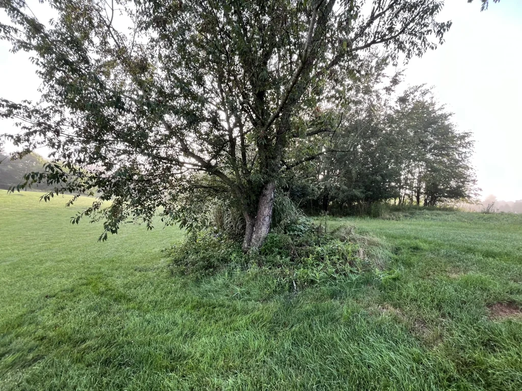 A broad mature tree with a split trunk rises at the edge of a mown lawn. Wild plants and tall grass gather beneath its wide dark canopy.