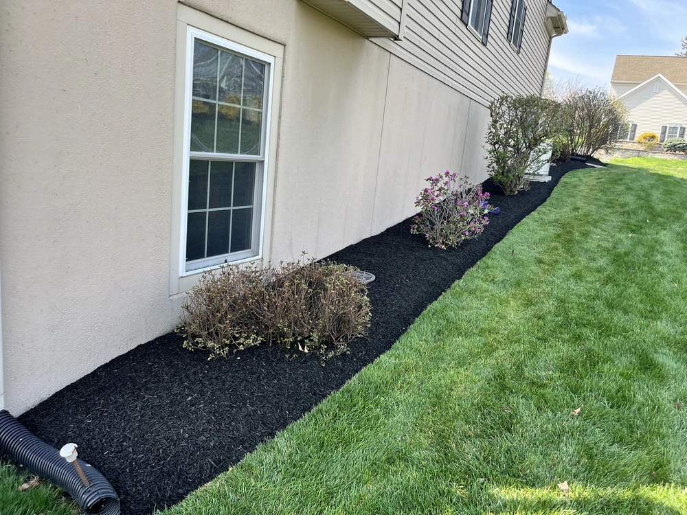Fresh black mulch borders trimmed shrubs and purple flowers along a beige home beside a narrow green lawn.