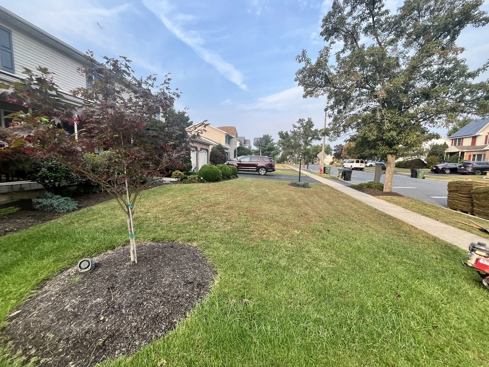 Green residential lawn surrounds a young burgundy tree in a dark mulch bed with stacked sod visible near the sidewalk.
