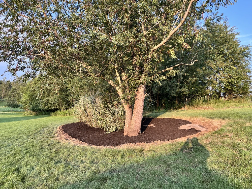 Broad leafy tree rises from a fresh dark mulch bed with tan ornamental grass beside a sunlit lawn and wooded background.